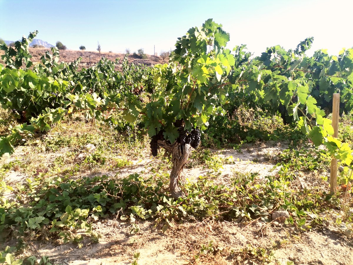Alfonso73316904's tweet image. Este año mejor desmelenadas, sin ataduras. La sombra es un tesoro este año. Que falta nos hace el norte....

#Laguardia #alava #riojalavesa #viñasviejas #tempranillo #viura #malvasia #garnacha #calagraño #cosechero 

#guardianesdelreyno