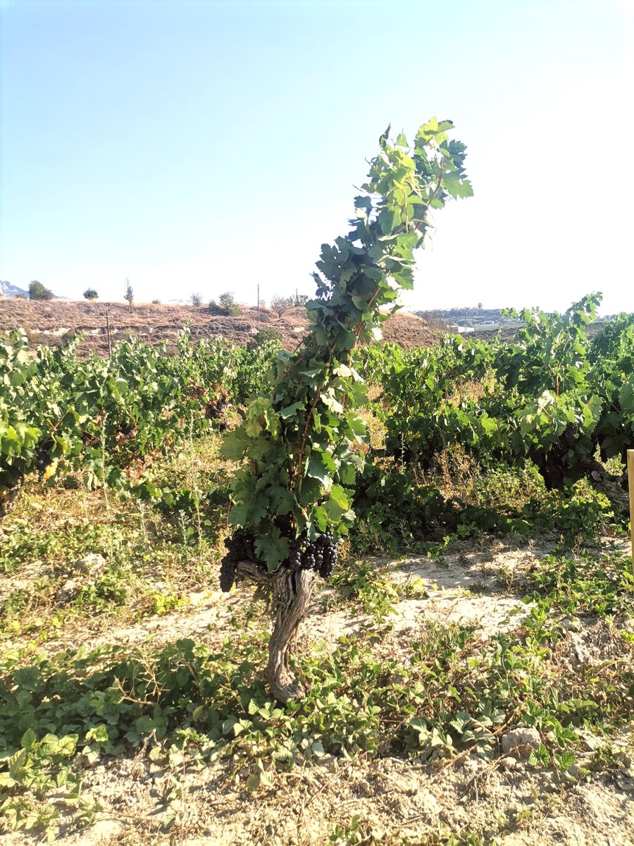 Alfonso73316904's tweet image. Este año mejor desmelenadas, sin ataduras. La sombra es un tesoro este año. Que falta nos hace el norte....

#Laguardia #alava #riojalavesa #viñasviejas #tempranillo #viura #malvasia #garnacha #calagraño #cosechero 

#guardianesdelreyno