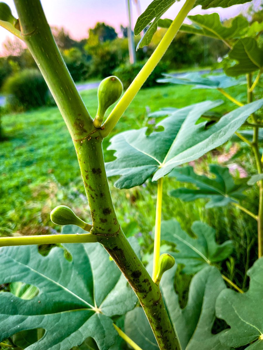 Rooting for these little guys.