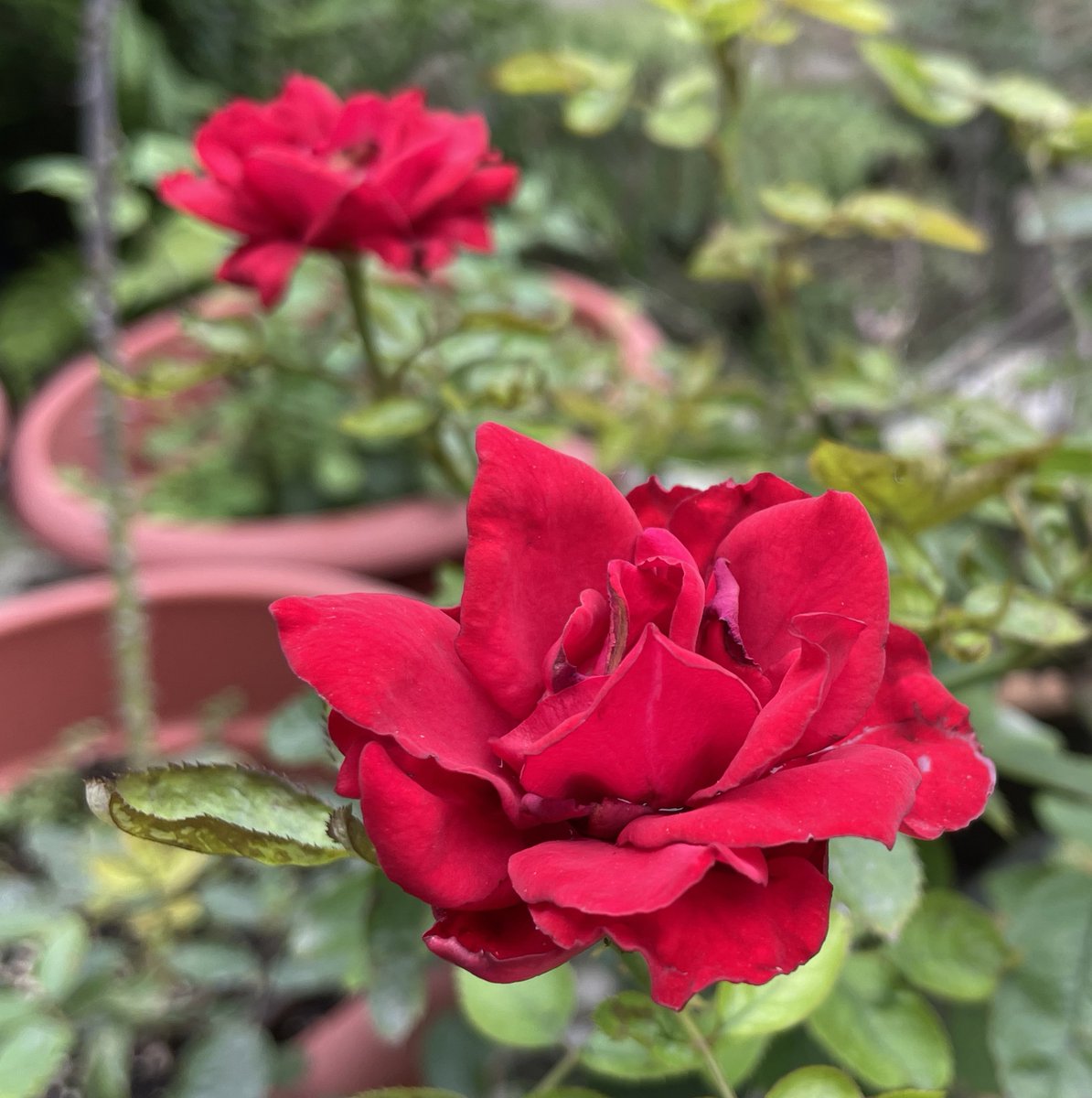 CanisPariah's tweet photo. ‘French Lace’ &amp; ‘Ingrid Bergman’

#RoseTwitter #RoseWednesday #GardeningTwitter #FrenchLace #IngridBergman #SubTropics #India https://t.co/VwJpxm4Gvj