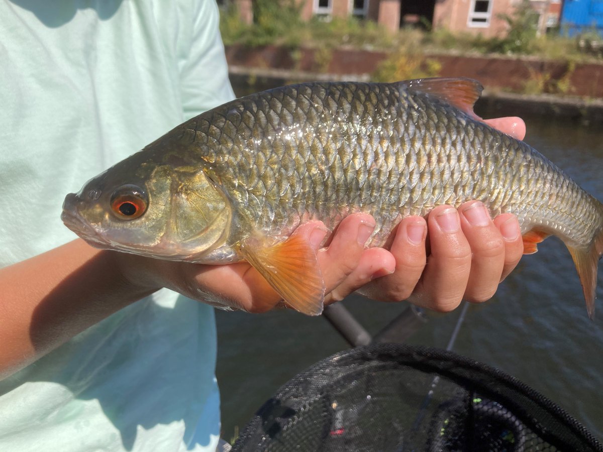 CRTFisheries's tweet photo. The Leeds & Liverpool Canal graced one of our #LetsFish! attendees with this beautiful roach ๐
๐ Find out more about the most abundant fish on our canal network here: https://t.co/bSqqF0ir7x https://t.co/r7tMi388DV