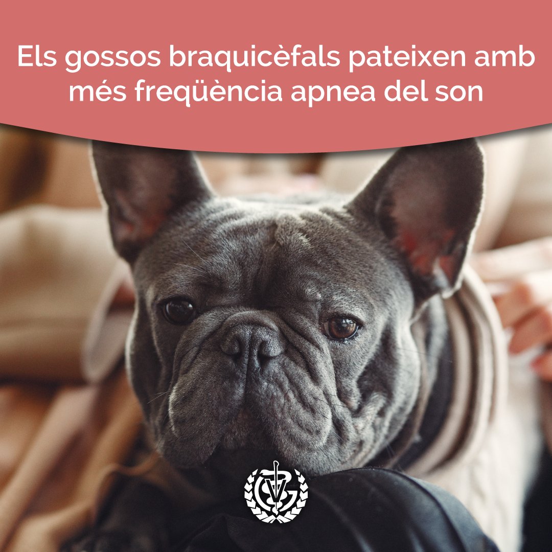Els gossos braquicèfals són aquells que tinguin el morro curt i aplatat, com els bulldogs, pugs i els boxers, entre d’altres. A causa de la seva anatomia particular, aquests gossos tenen més dificultats respiratòries en comparació d’altres races amb el morro allargat. 🐶💤🩺