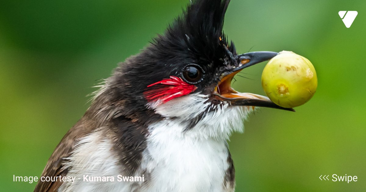 ValueLabs's tweet photo. Let’s meet Kumara Swami, who shares his journey of bird photography with us and narrates how it has turned into one of his passions. Growing up, he was always fascinated by nature and the world around him. He would spend hours observing the behavior of wild animals and birds. https://t.co/JWFVekDgWx