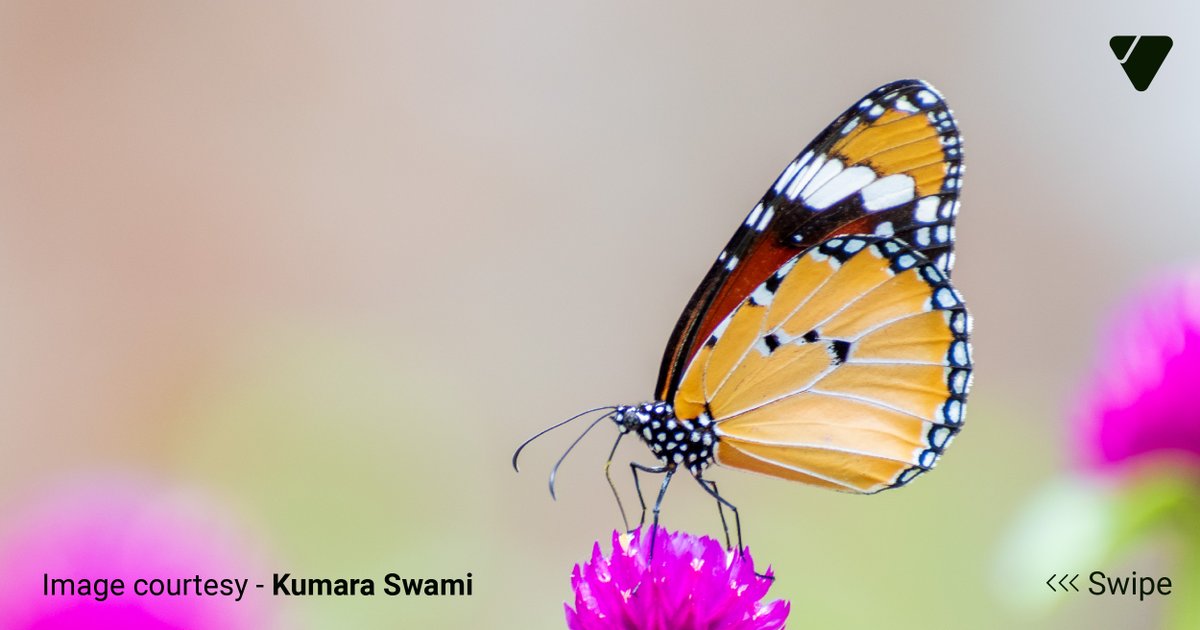ValueLabs's tweet photo. Let’s meet Kumara Swami, who shares his journey of bird photography with us and narrates how it has turned into one of his passions. Growing up, he was always fascinated by nature and the world around him. He would spend hours observing the behavior of wild animals and birds. https://t.co/JWFVekDgWx