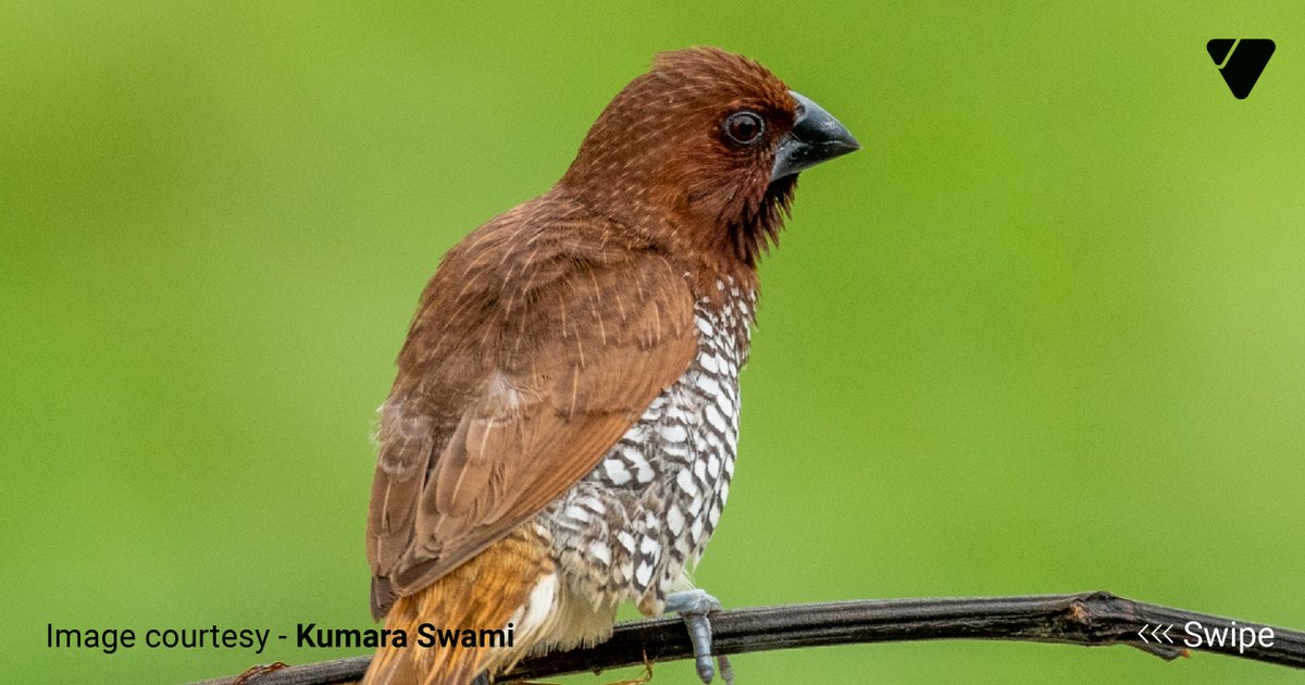 ValueLabs's tweet photo. Here are a few surreal captures by KUMARA SWAMI BOGIM that showcase his attention to detail and transport us to a few magical moments from the wild.
 
#Photography #PeopleOfValueLabs #DoingTheRightThing #ValueLabs https://t.co/trqQmy8Ygk