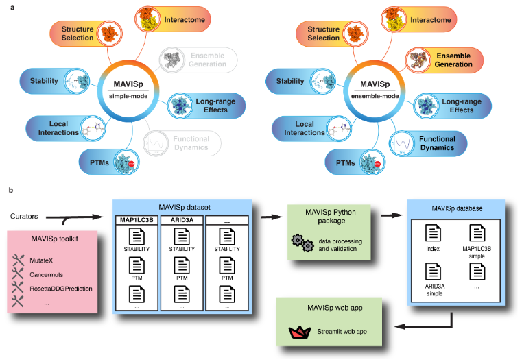 DdelAlamo's tweet photo. "MAVISp: Multi-layered Assessment of VarIants by Structure for proteins" has been updated

The clinical significance of variants is assessed using FoldX, Rosetta, RaSP, EVE, others ... It's like the justice league of fitness prediction methods

https://t.co/4wyroyiXpw https://t.co/akj6Ebd2Nf