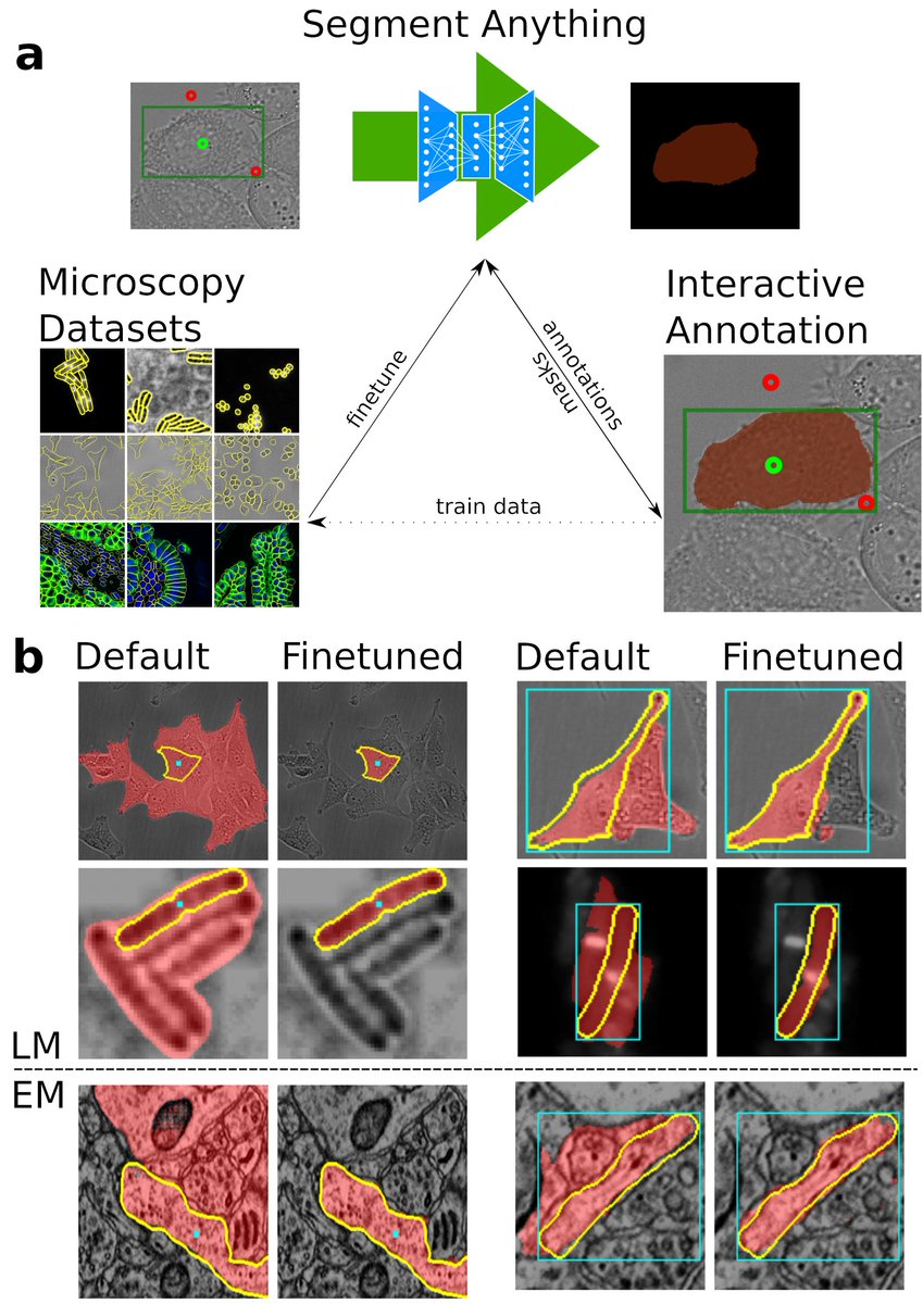 Our micro_sam preprint is out! We finetune Segment Anything for Microscopy and build interactive napari annotation tools based on it. See preprint at biorxiv.org/content/10.110…, software at github.com/computational-… and more info in this thread.