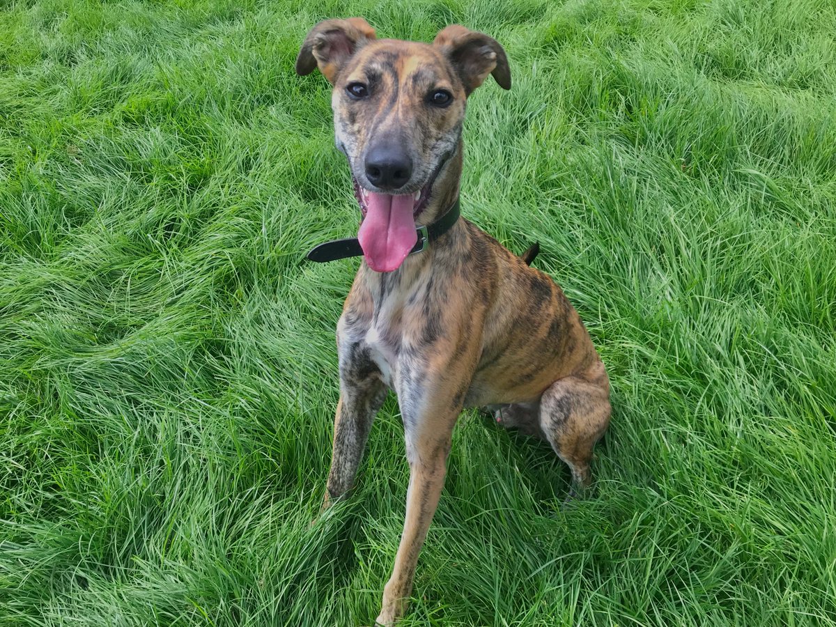 Today is #NationalDogDay and we would like to celebrate this special day by talking about scrumptious Sid, who is an 18-month-old Lurcher that has an endless sense of adventure and fun!

Please visit our website: mgar.org.uk/52781 for more information.

#InternationalDogDay