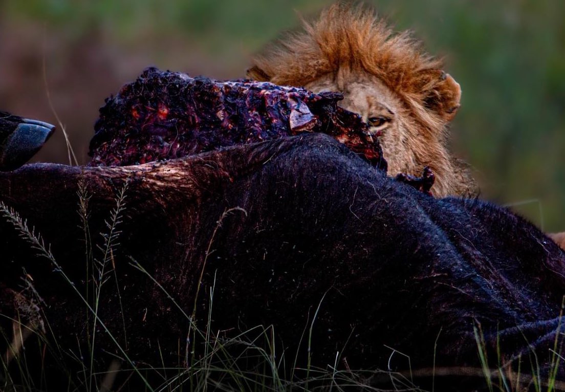 An Eye for the Wild and it’s Wilderness !
📷 @geetika0404 
#wildlifepics #wildlifeshots #lion #BBCWildlifePOTD #NaturePhotography #naturelovers #bigcat 
@IndiAves @ThePhotoHour @KWSKenya