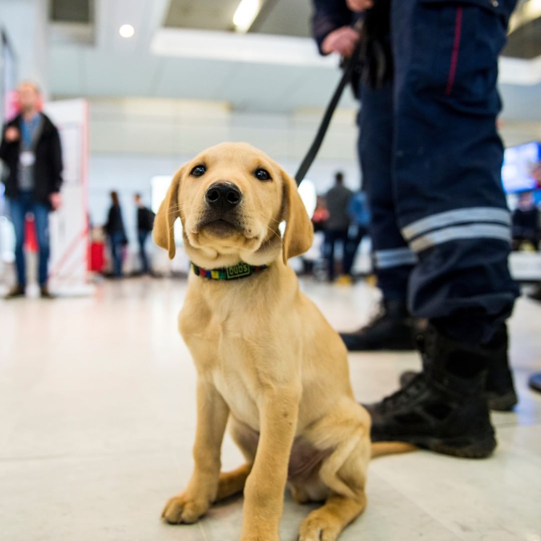 Introducing our cute friend, Newton.

He's great at detecting danger and loves to strike poses during playtime.

Newton and his team of dogs protect EU borders by ensuring no illegal or dangerous items escape inspection.

Happy #InternationalDogDay!

#CustomsUnion