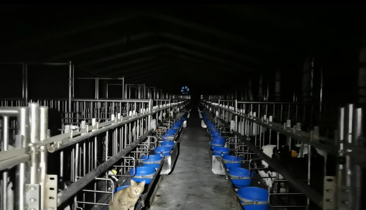 Nora war 1 Monat alt, als sie von Thalgau (Sbg) per Tiertransporter 5 (!) Tage später und 650 km entfernt in Verona in eine enge Einzelbucht mit Vollspaltenboden kam. Wie dünn diese Tiere sind! Eine Milchrasse, die kaum Fleisch ansetzt. Wegwerfprodukte der Milchindustrie.