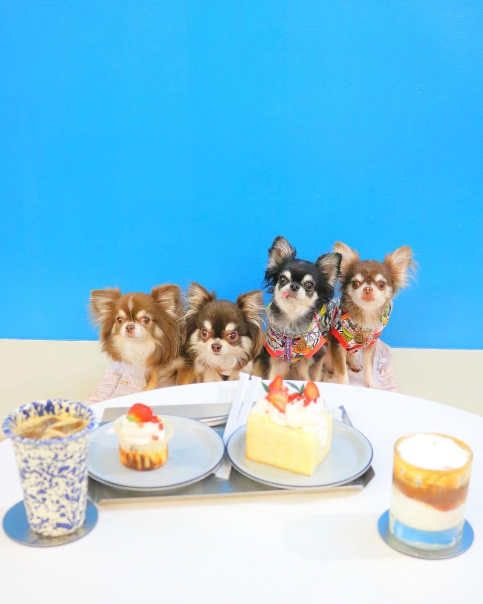 pupteesdotcom's tweet photo. Thanks to an Italian chef in the 16th century we can celebrate sponge cake day today! 🍰 🐾 Chihuahuas and sponge cakes – is there a sweeter combo? 😄 🐶

Credit: @mozuku_kv via IG - give them some love! 💙 https://t.co/JOh1hOYoxm