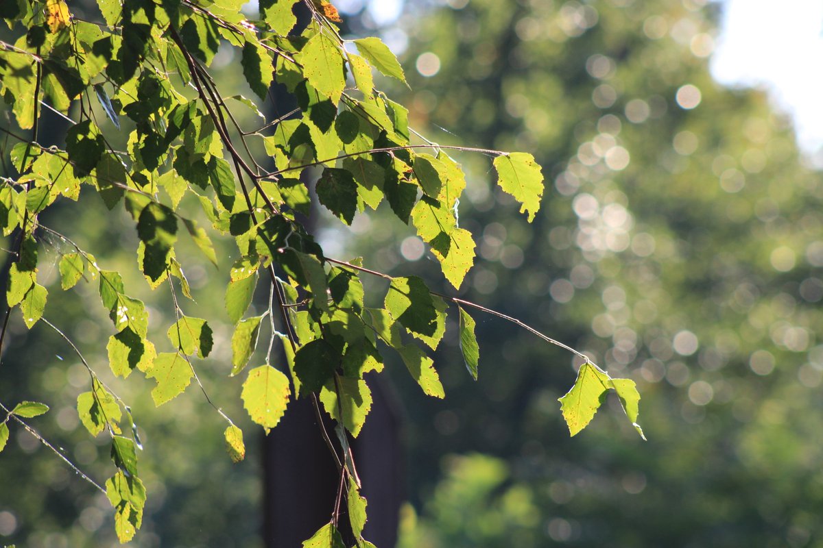 AcyRunway13's tweet photo. Summer sunshine still clings, enjoy your Wednesday all 🌞🍃 
#nature #sunshine #August 
#WednesdayMorning https://t.co/YllqC6UjSN