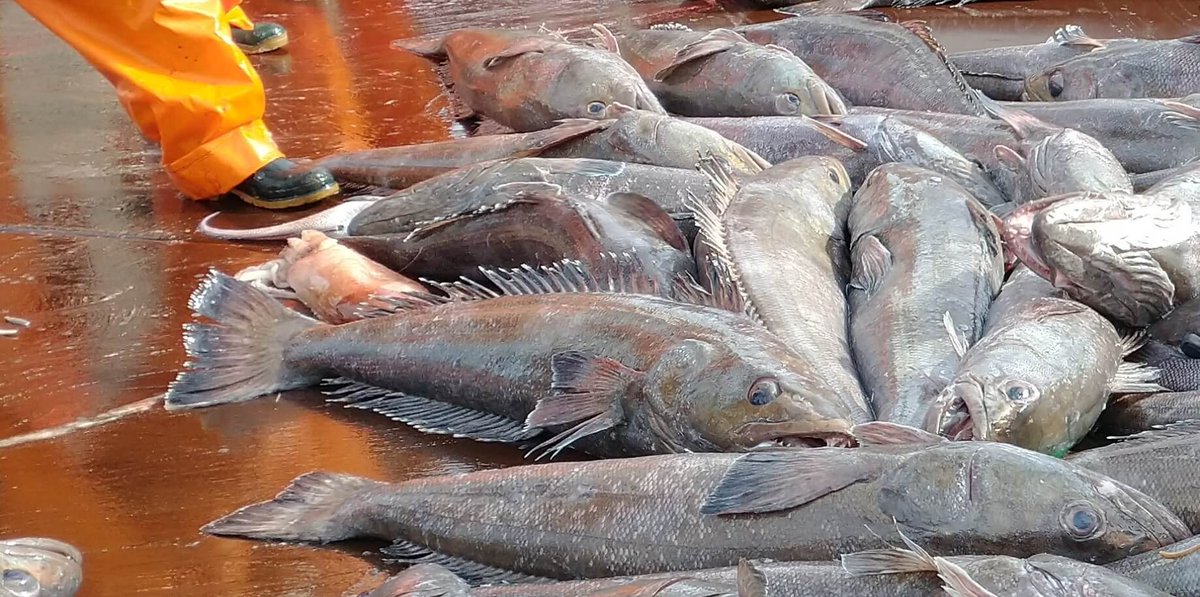 Realizarán campaña para monitorear el estado reproductivo de la Merluza Negra en el BP San Arawa II pescare.com.ar/realizaran-cam…