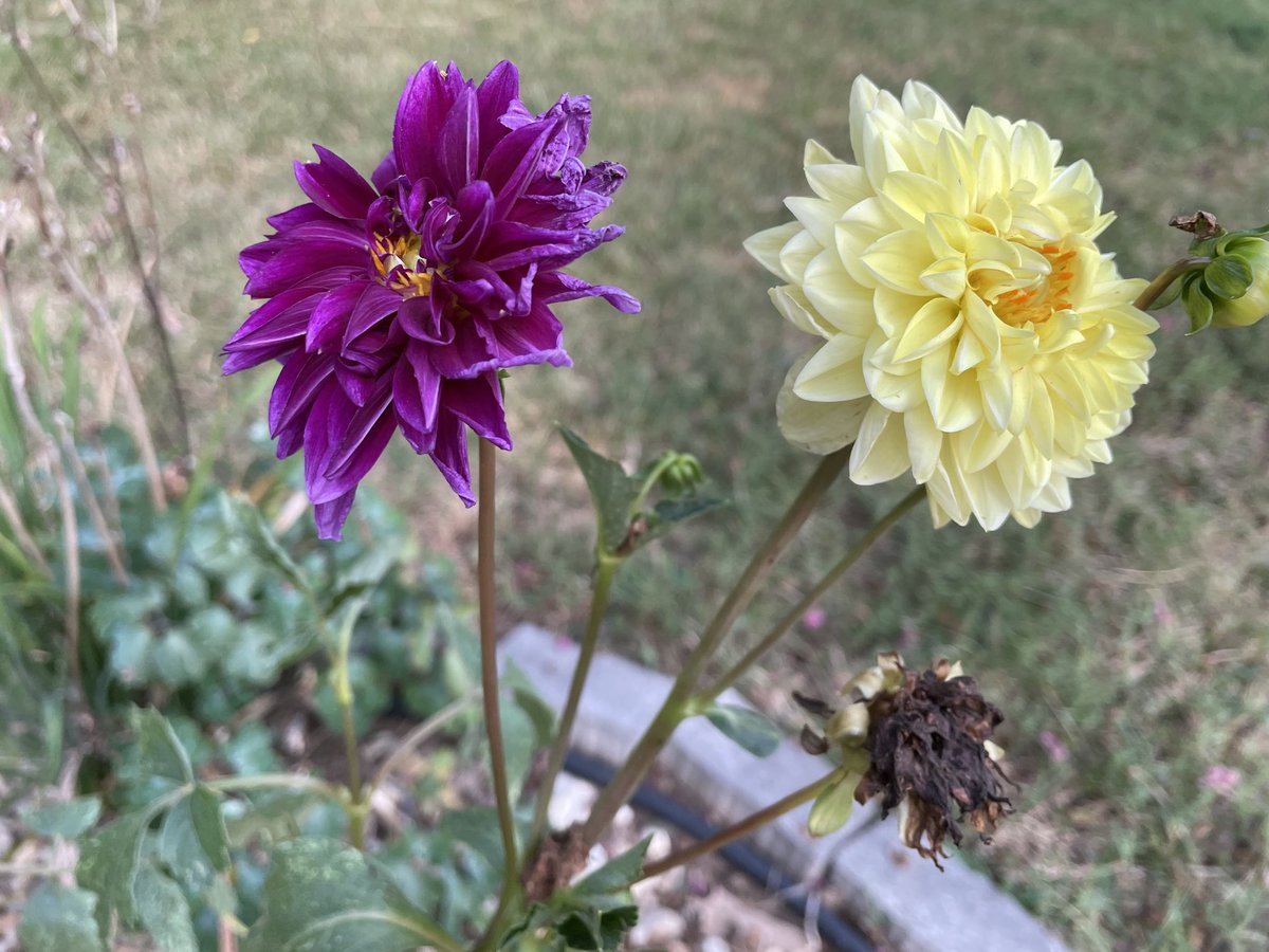 WandaFreeman_'s tweet photo. #flowersoftwitter https://t.co/5NaF8y4oLA
