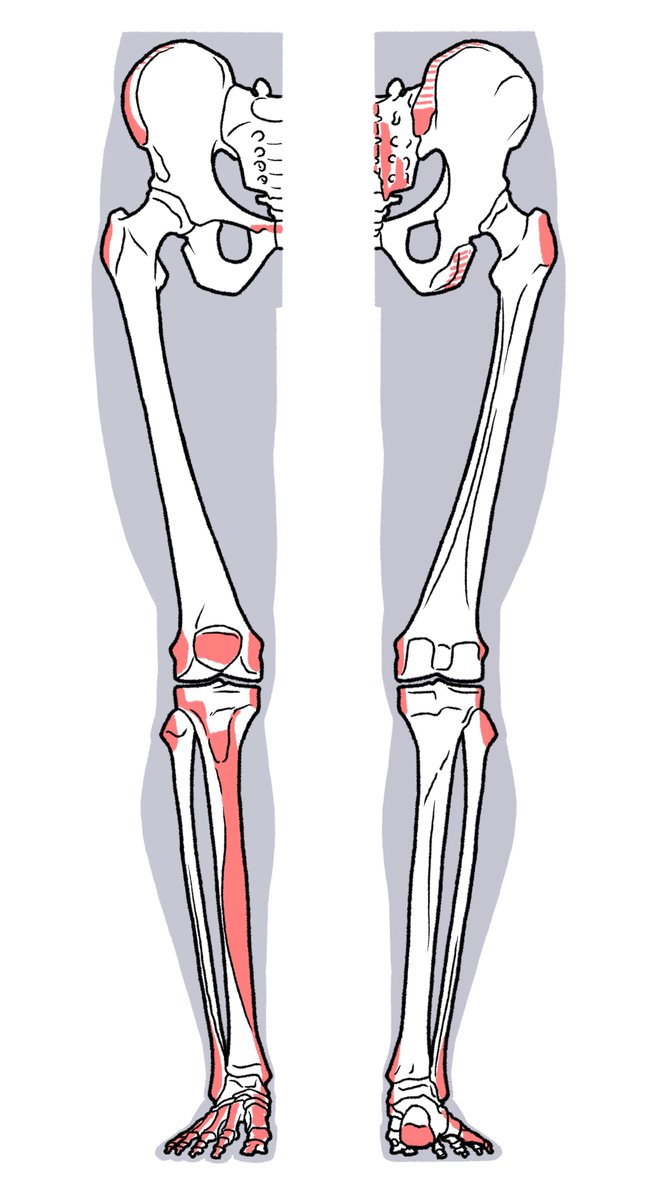 skeleton bone no humans white background spine simple background standing  illustration images