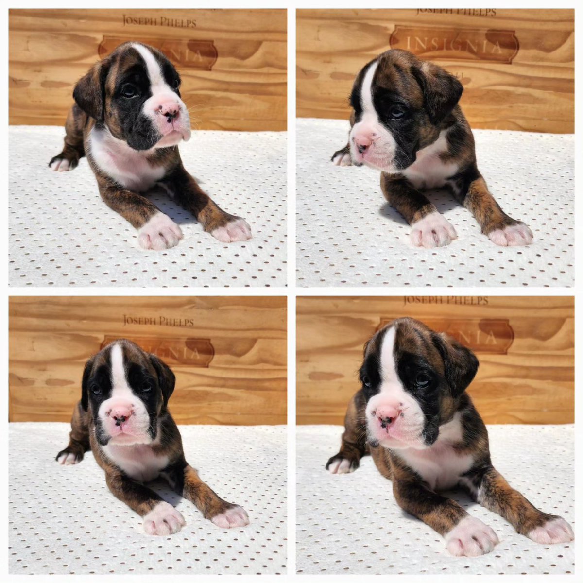 sandmanboxers's tweet photo. #sandmanboxers #boxer  #puppy #qualitydogs #amazingpuppies #boxer #europeanboxer #dog #pet #ilovemydog #european #germany #germanboxer #amazingfamilies #love #cute #follow #followme #nature #like4like #viral #picoftheday
#boxersofinstagram
@sandmanboxers
https://t.co/q96MxIaObU https://t.co/2EEszgXEjN