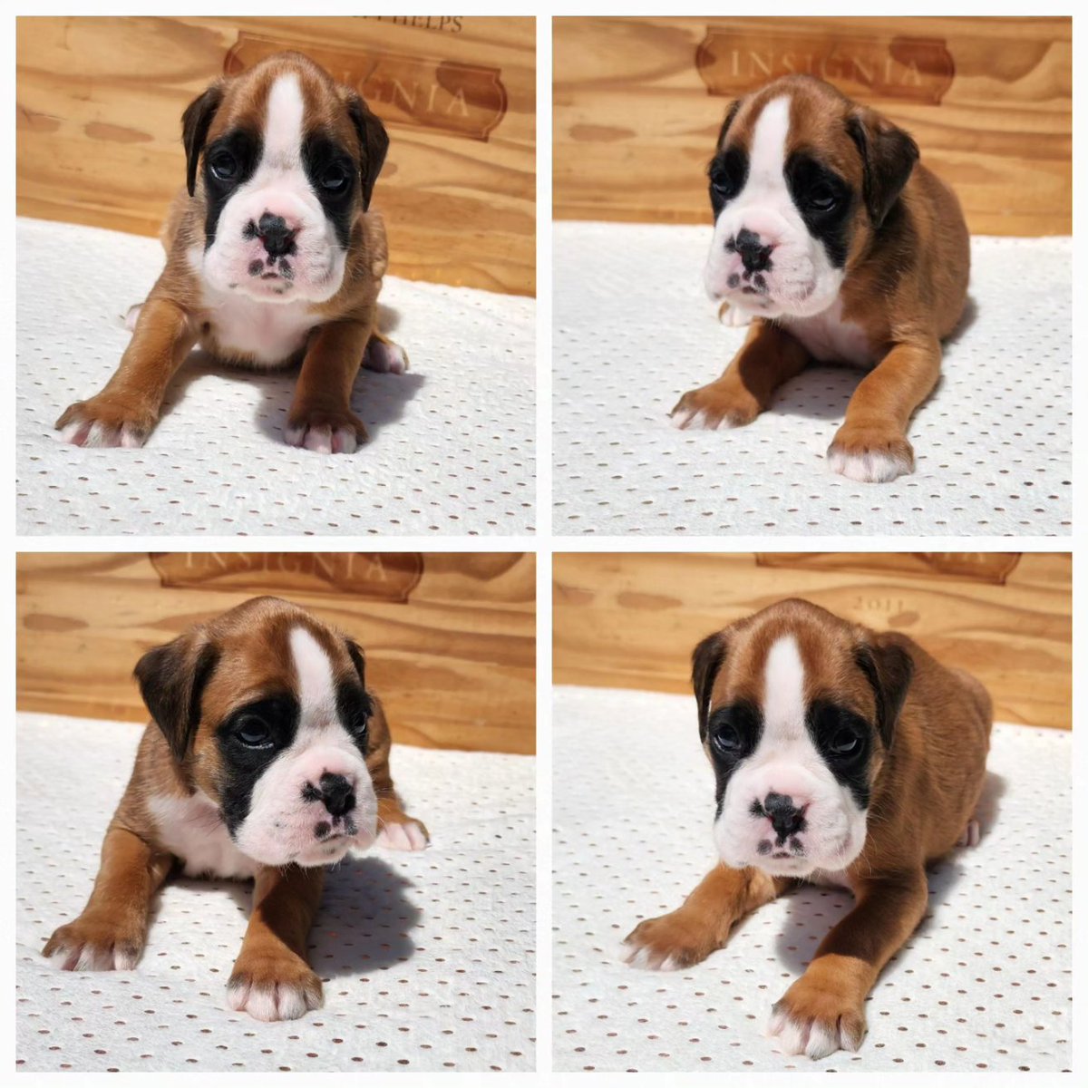 sandmanboxers's tweet photo. #sandmanboxers #boxer  #puppy #qualitydogs #amazingpuppies #boxer #europeanboxer #dog #pet #ilovemydog #european #germany #germanboxer #amazingfamilies #love #cute #follow #followme #nature #like4like #viral #picoftheday
#boxersofinstagram
@sandmanboxers
https://t.co/q96MxIaObU https://t.co/HQ4K6XgjVE