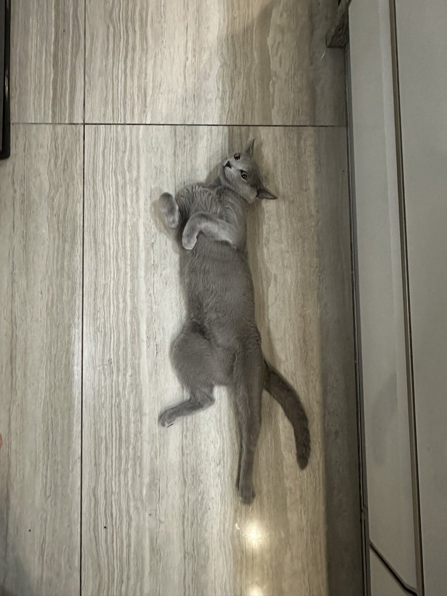 台所占領♡
#russianblue
#猫