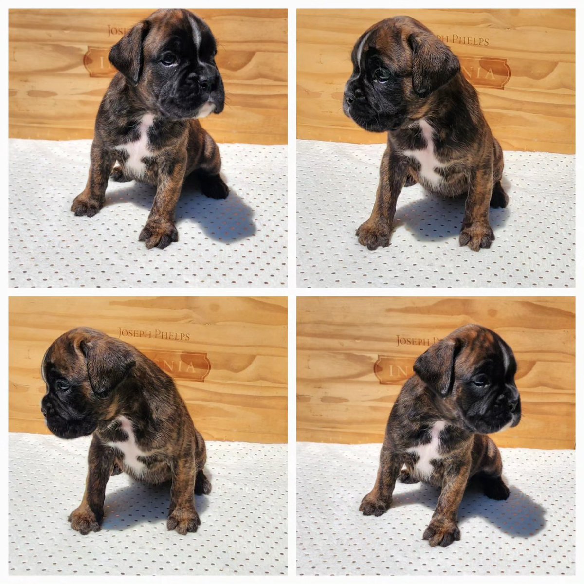 sandmanboxers's tweet photo. #sandmanboxers #boxer  #puppy #qualitydogs #amazingpuppies #boxer #europeanboxer #dog #pet #ilovemydog #european #germany #germanboxer #amazingfamilies #love #cute #follow #followme #nature #like4like #viral #picoftheday
#boxersofinstagram
@sandmanboxers
https://t.co/q96MxIaObU https://t.co/5YanSzAX2h