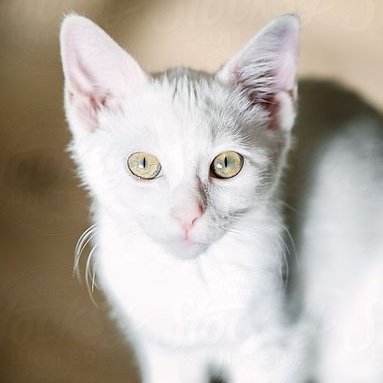 taehyun as cats (@taehyuncats) on Twitter photo 