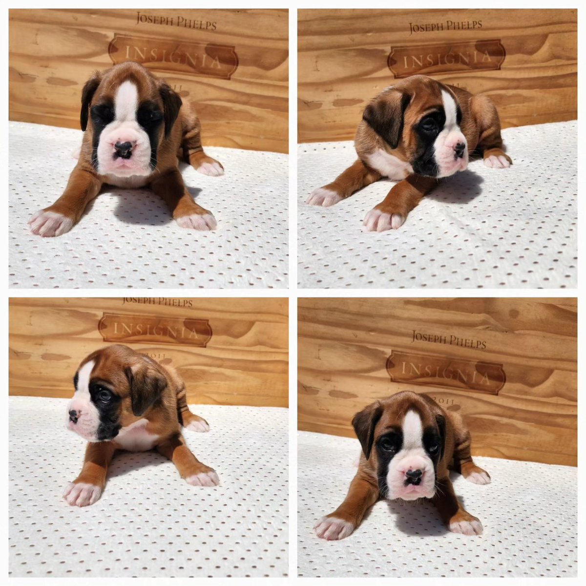 sandmanboxers's tweet photo. #sandmanboxers #boxer  #puppy #qualitydogs #amazingpuppies #boxer #europeanboxer #dog #pet #ilovemydog #european #germany #germanboxer #amazingfamilies #love #cute #follow #followme #nature #like4like #viral #picoftheday
#boxersofinstagram
@sandmanboxers
https://t.co/q96MxIaObU https://t.co/cpaKtHNyDh