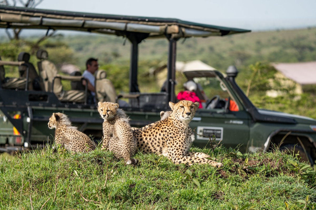 RoyalCTravel's tweet photo. Embark on a wild adventure like never before at Kandili Safari Camp. 📷📷 Secure your spot now to immerse yourself in the heart of the African wilderness and create timeless memories.
for booking call; 0712240829/0731240829 https://t.co/GLJxBgbtmy