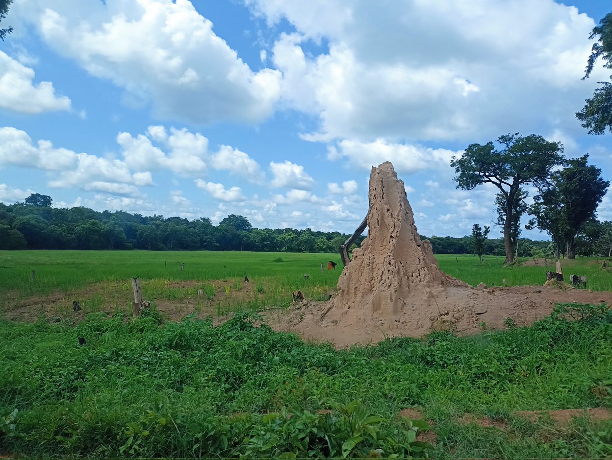 Constant Konan tweet media