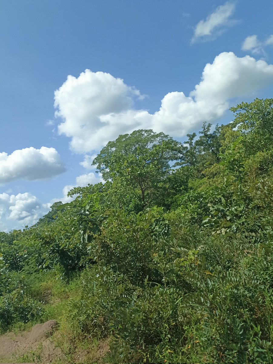 Constant Konan tweet media