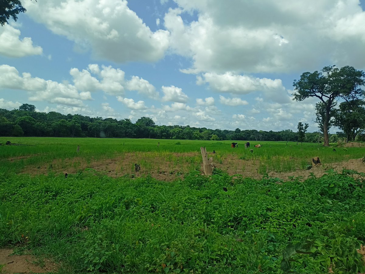 Constant Konan tweet media