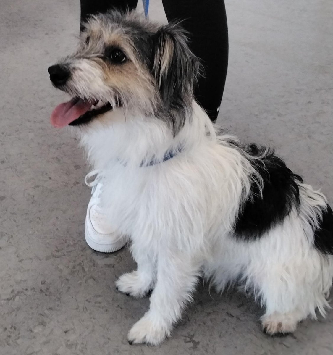 AdoptionsUk's tweet photo. Please share to HELP FIND THE OWNER OF THIS STRAY DOG FOUND #STOTFOLD #BUCKINGHAMSHIRE #UK 
Found 15 August, Jack Russell Cross, male, chip not registered. Now in a council pound, he could be missing from another region, please share 🌟
DETAILS 👇
https://t.co/gvko0pjw8t
#dogs #Terrier #jackrussell #dogsoffacebook #animals #pets #adoptdontshop #rescuedog