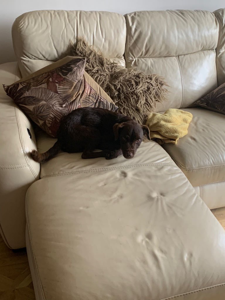 Hooparents rudely gone on holiday!!! I’m “coping” staying at friends 🤣🤣