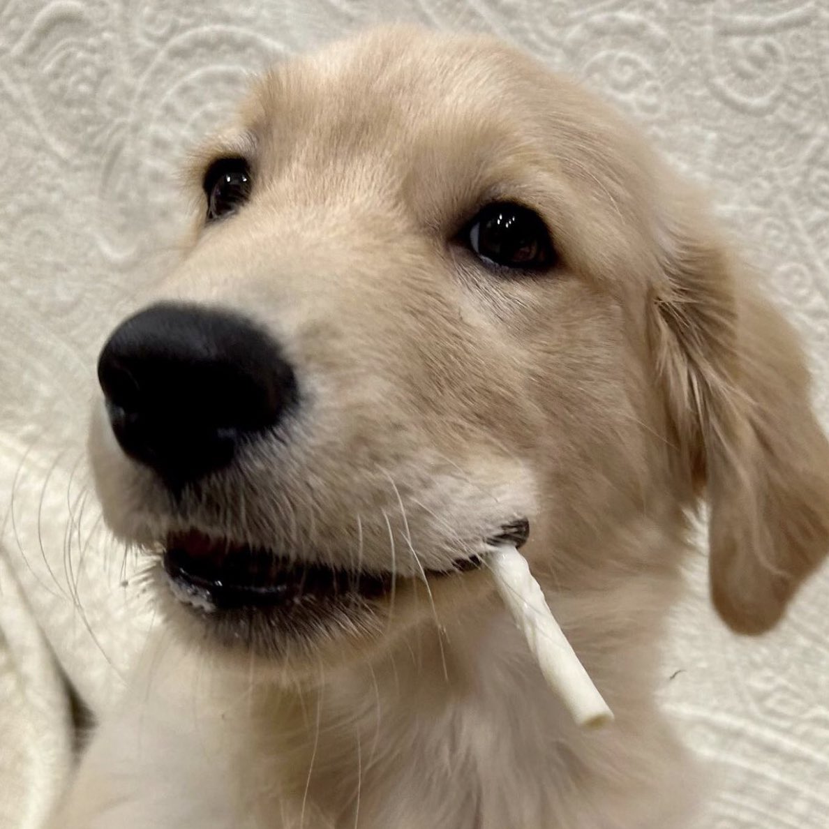 takemybear 🐶 tweet media
