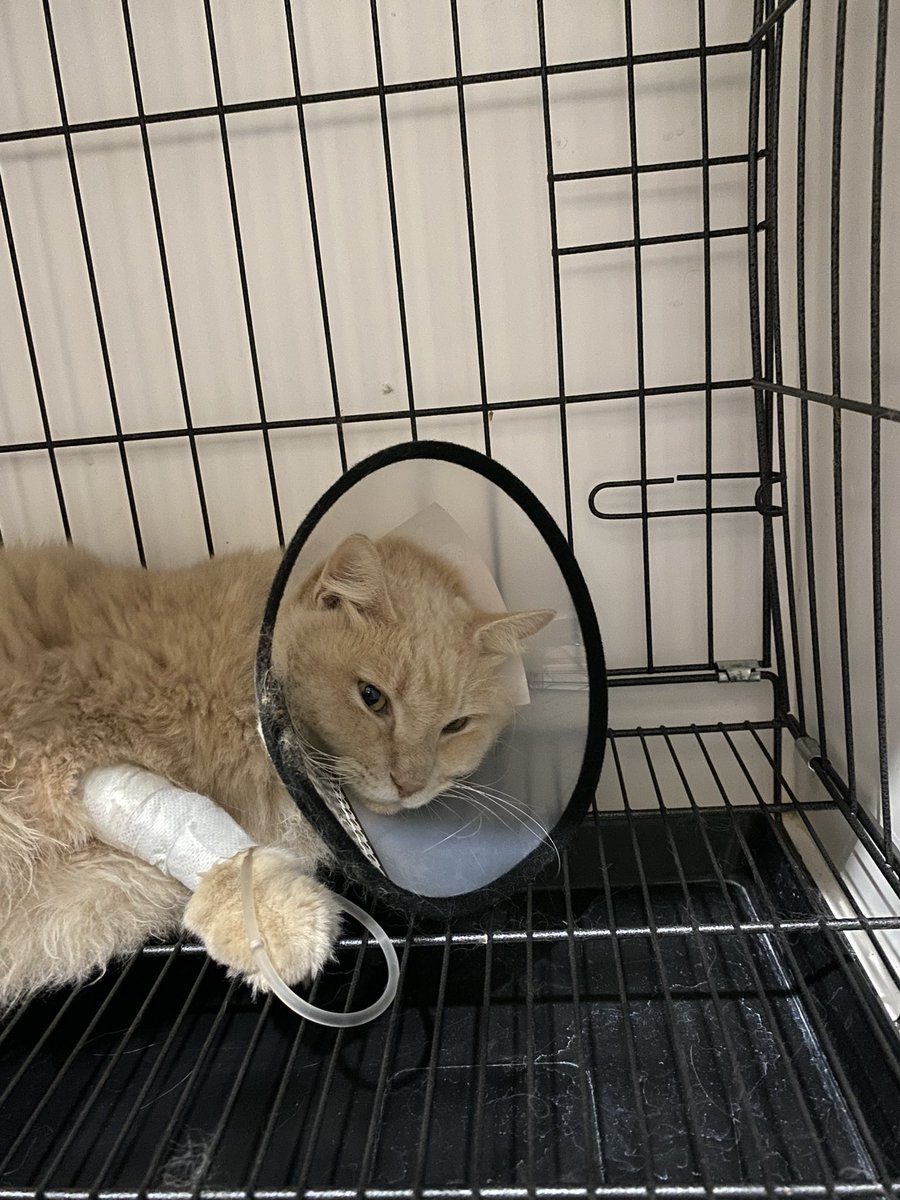 LiloliTOTO's tweet photo. Hari kedua rawat inap, Lilo pipisnya mulai membaik, walau tetap ada darah di pipis tapi gak se pekat kemarin.

Masih belum nafsu makan. Lemas juga. Tapi tetap terhidrasi dari infusan.

Tante lagi tunggu jadwal dokter, buat konsultasi dan terapi lanjutannya.

Sekarang lagi tidur. https://t.co/2x80onZzq9