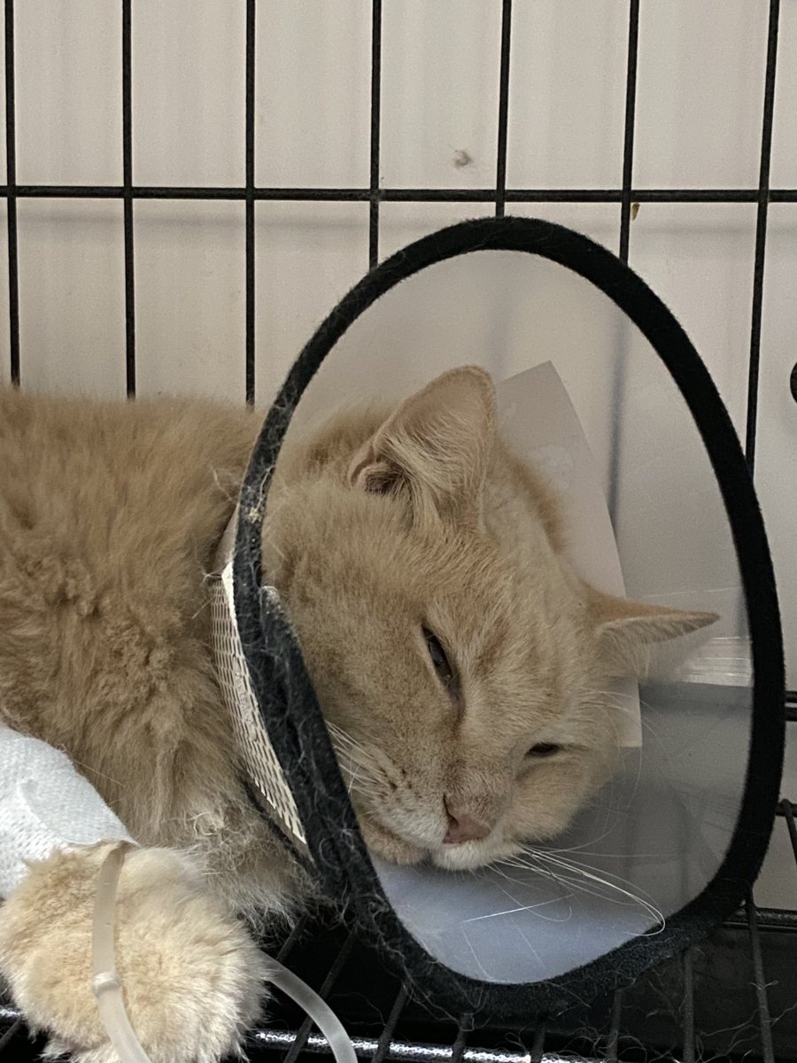 LiloliTOTO's tweet photo. Hari kedua rawat inap, Lilo pipisnya mulai membaik, walau tetap ada darah di pipis tapi gak se pekat kemarin.

Masih belum nafsu makan. Lemas juga. Tapi tetap terhidrasi dari infusan.

Tante lagi tunggu jadwal dokter, buat konsultasi dan terapi lanjutannya.

Sekarang lagi tidur. https://t.co/2x80onZzq9