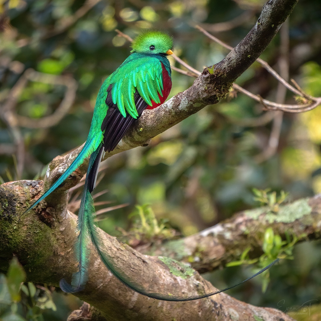 A male resplendent quetzal sits on the branch of an avocado tree, with its long tail blowing in the wind, in Costa Rica.

#birds #resplendentquetzal #costarica #quetzal #birdphotography #birdwatching #nature #monteverde #bird #wildlife #wildlifephotography #animals #animal #wild