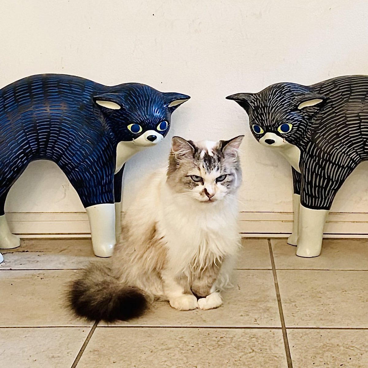 myumyulovemyu's tweet photo. ひどい暑さの日でした。クーラーのきいた部屋に閉じ込められた猫。超絶ご立腹。（モフモフは誰よりも自由を愛する猫） https://t.co/FHbh62gMN5