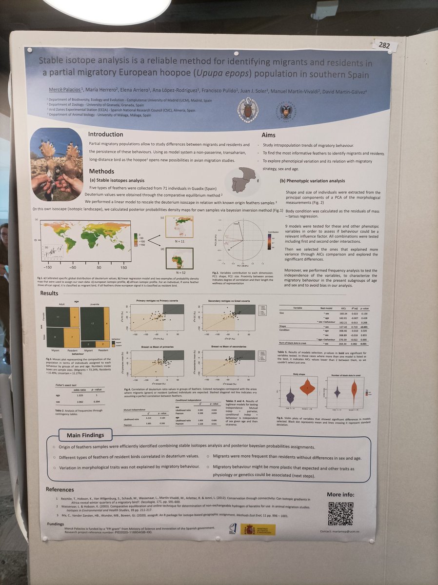 Hey there, I'm going to present my poster about hoopoes migration this afternoon next to Stora Salon in #EOU2023 I am eager to guide you through it and talk about what we like the most: birds and stats ;)