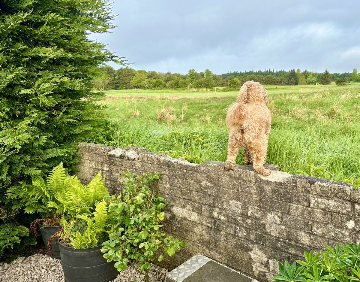 Judith Allardyce tweet media