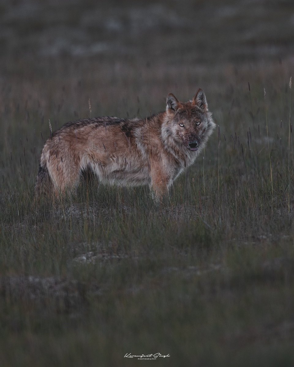 Piercing Eyes of the Wild: A Wolf's Fierce Stare 🐺🔥 #wolf #wildearth #wildlifephotography #ladakh #wildlife