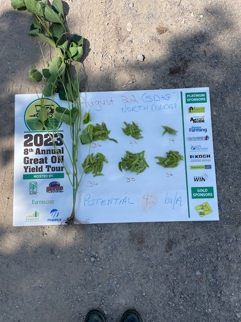 #ONYield23 #GreenfieldGlobal
SD&amp;G County beans August 22