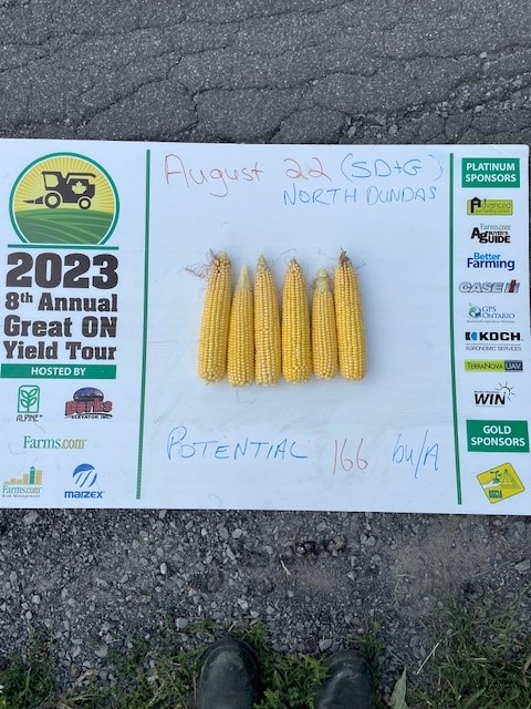 August 22 corn sampled in SD&amp;G County #ONYield23 #GreenfieldGlobal