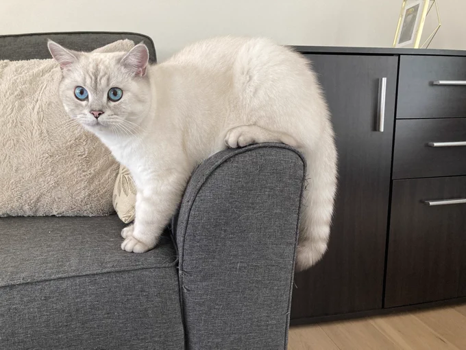 Parti : Bon chienchien
Candidat : Finwë de <a href="/GassmannCamille/">Camille Gassmann</a>
Slogan : Une balle, un lapin, un chat, quelle différence ?

CONTRE
Parti : Les félins clean
Candidat : Totouille de <a href="/Majer44/">Bruno Majérus</a>
Slogan : La drogue c'est mal, fouyououille, mal