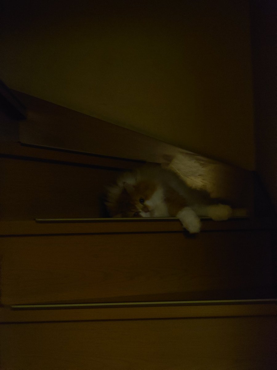 1202Ex's tweet photo. 階段に落ちてるw
#猫　#ネコ　#ラガマフィン　#スコティッシュフォールド　#cat https://t.co/5pfNEfonA5