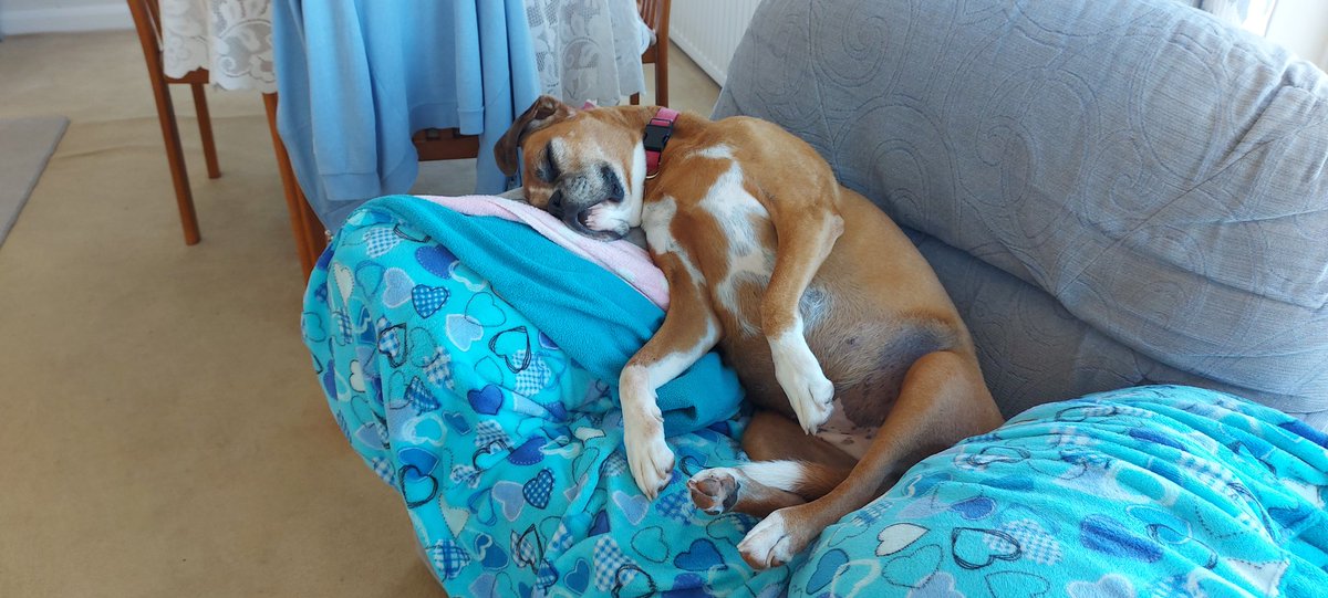 Someone is extremely chilled and happy today. #boxers
#boxerpuppies 
#boxersofinstagram 
#boxersoftwitter
#boxerdogs
#ilovemyboxer 
#boxerlover
#millybee 
#millieb 
#boxerdogfamily
 #boxerpuppy #boxerdogfamily #boxerlover
#boxersoftiktok
#letsloveboxerdog
#boxerloversfc