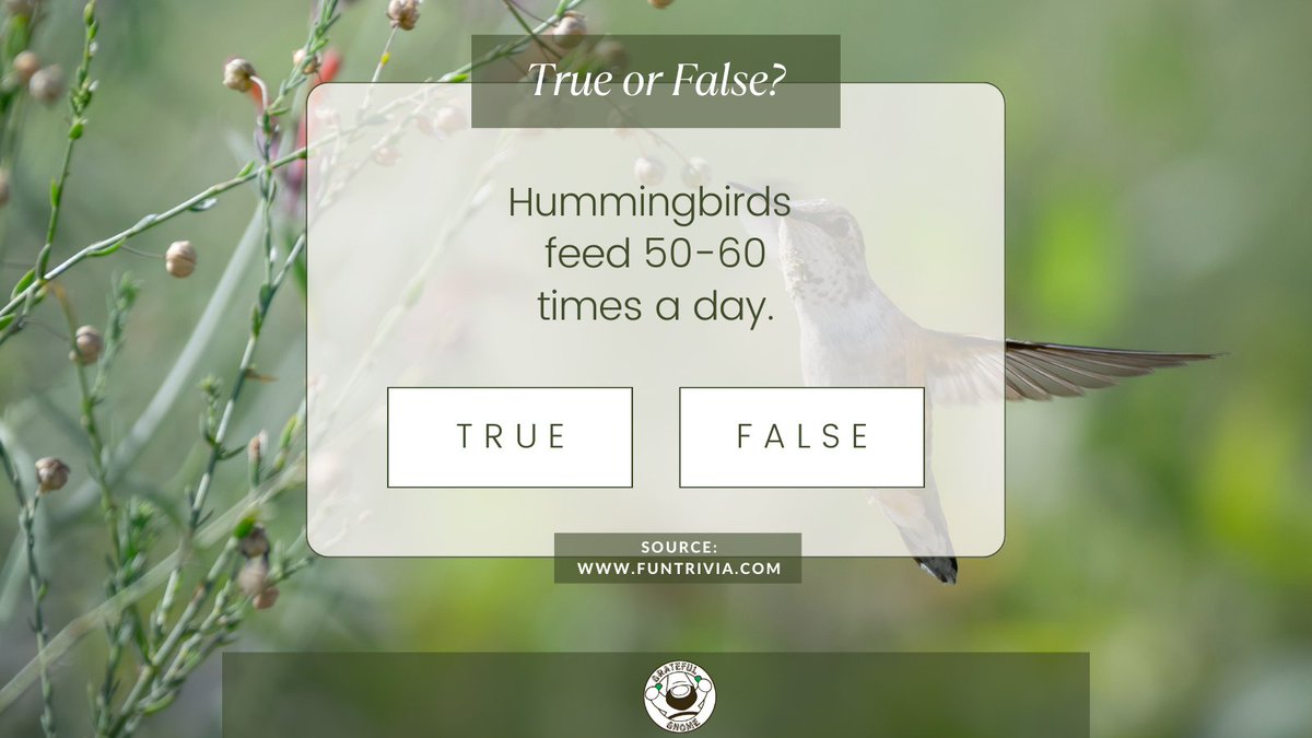 Test your hummingbird knowledge!😊 Can you answer the question asked?🤔 #quizoftheday #hummingbirdquiz