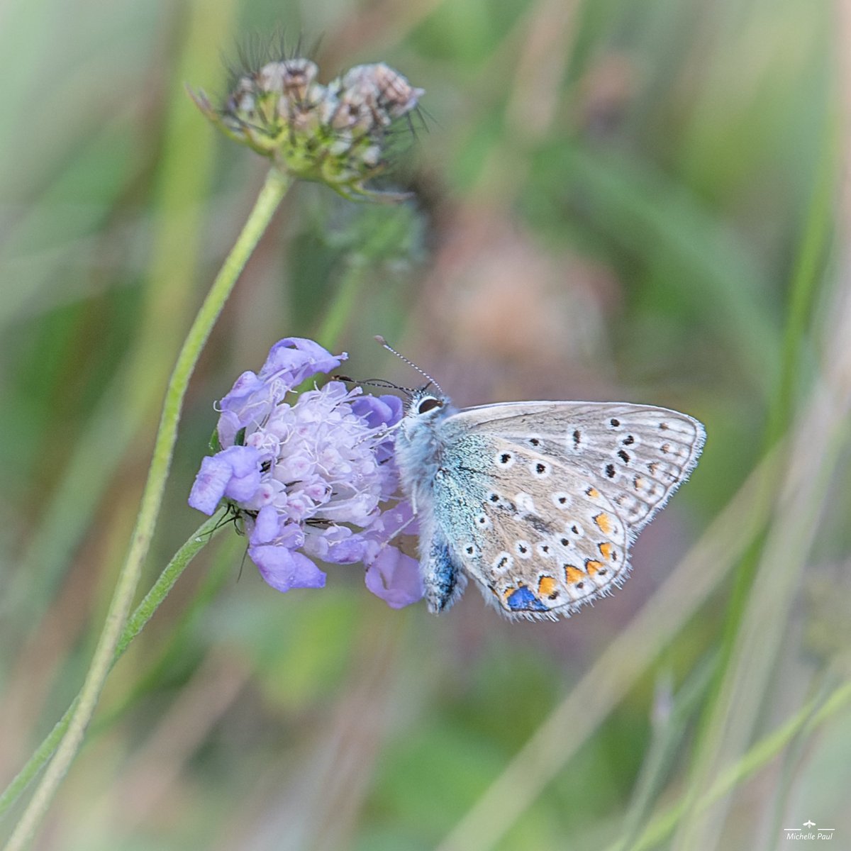 My day out yesterday took me to all corners of nature 💚 The butterflies were just glorious. I’m not good with identification but I think this is a Common Blue 🦋

#TwitterNatureCommunity #TwitterNaturePhotography #NatureBeauty #Butterflies #Lepidopterology #Lycaenidae #insects