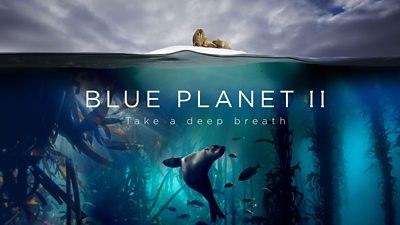 oneriperisi's tweet photo. Su altının sırlarına dalın: 'Blue Planet II'. Bu belgeselde denizlerin derinliklerinde yaşayan canlıları yakından gözlemleyebilirsiniz. Renkli mercan resiflerinden, devasa balinalara kadar deniz yaşamının çeşitliliğini keşfetmek için mükemmel bir fırsat! 🌊🐠 #BelgeselTavsiyesi https://t.co/kzLGNgAb3G