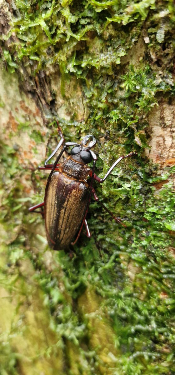 UCDTropicalEcology tweet media