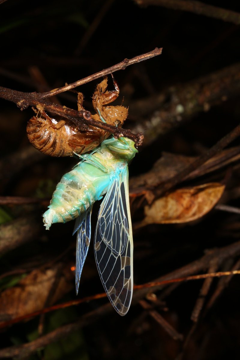 UCDTropicalEcology tweet media